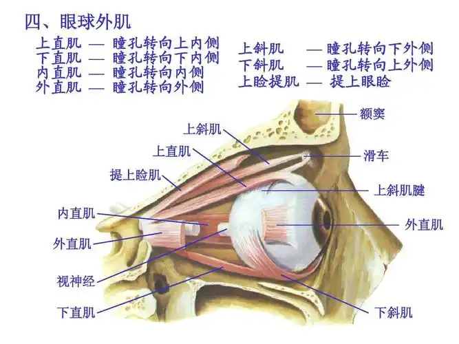 解剖学之感觉器