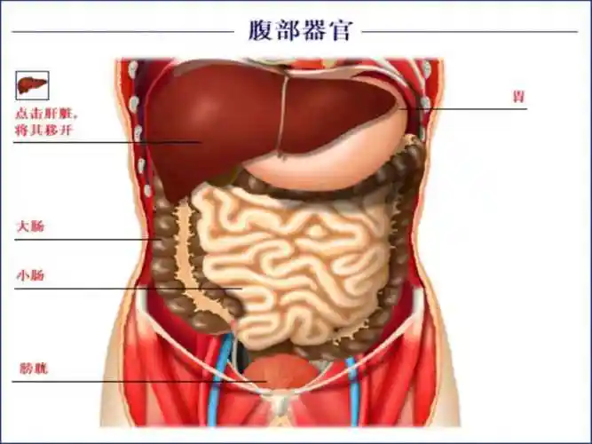 脏之将军肝ppt课件