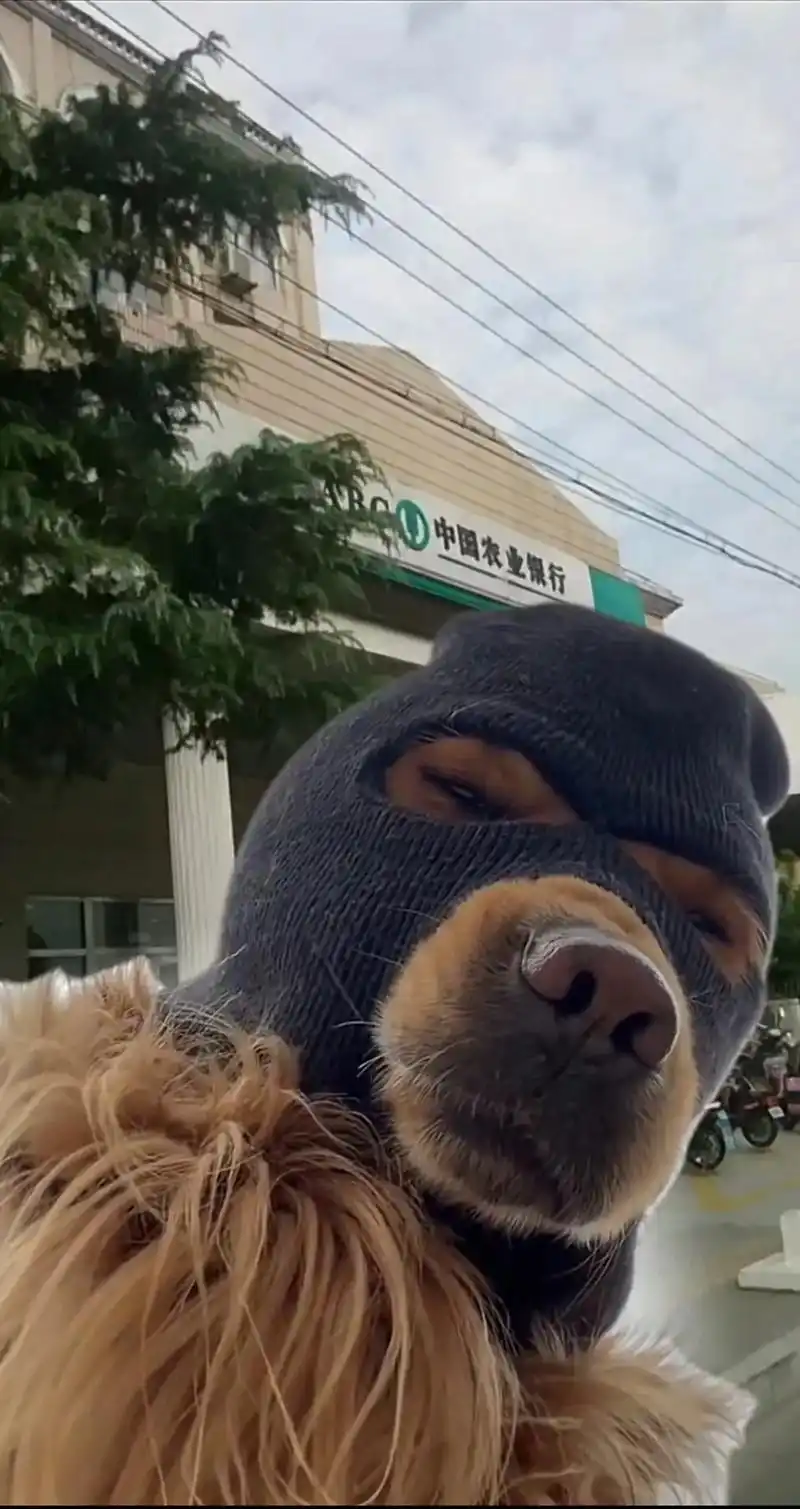 狗狗的压迫感 #带头套的金毛 - 抖音