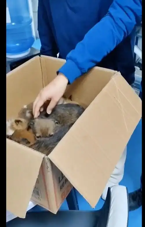 1月22日在河南郑州,有一位女士之前是喂养了只流浪狗.