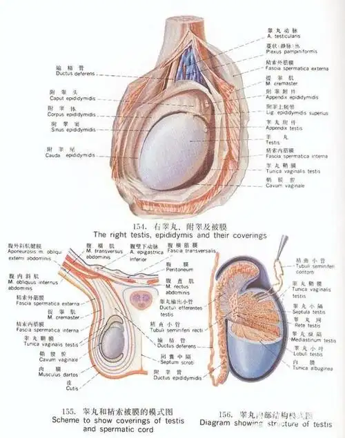 男生的小鸡蛋长什么样子(怎么检查自己的蛋蛋是否正常)