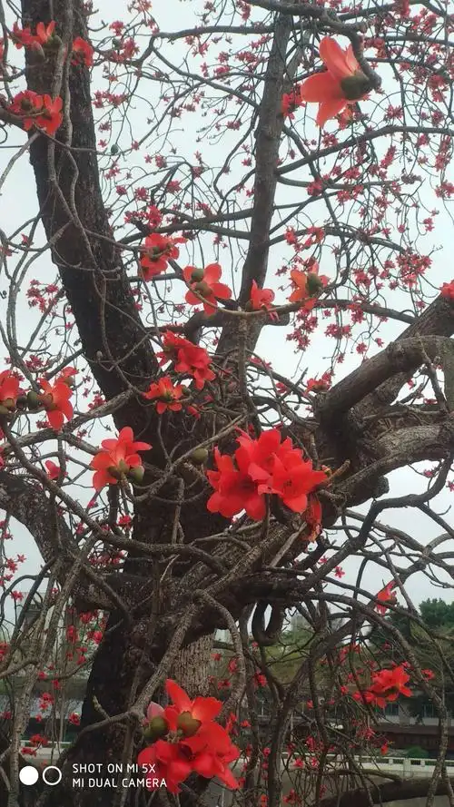 南国最美木棉花