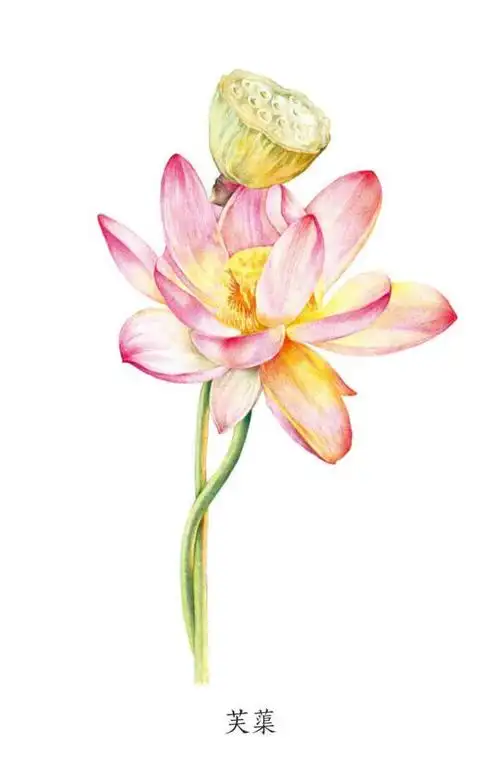 水彩欣赏|多张花卉类手绘高清素材,内附技法概要!快来围观啦