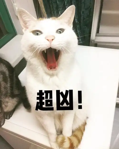 超凶yyqhsl家里一只戏精猫咪猫咪萌萌哒表情