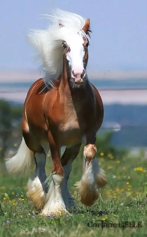 骏马高清摄影图片十二生肖马图片第二辑