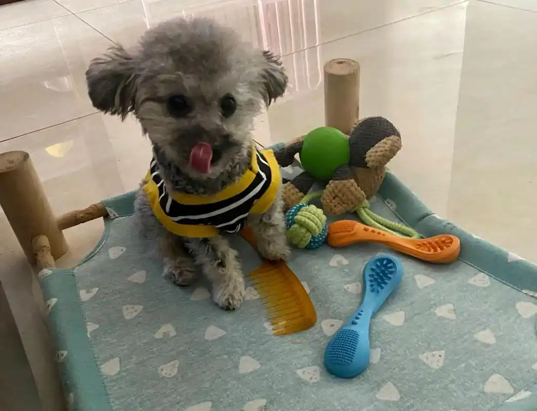 灰泰迪变色过程实录 像开盲盒?