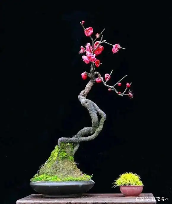 浅谈梅花盆景冬季养护的几点注意事项