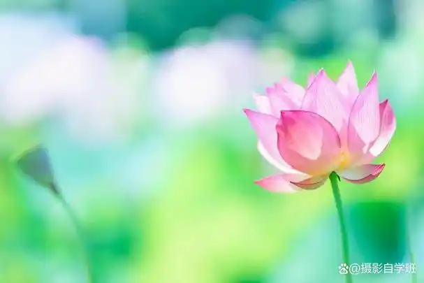 荷花是一种美丽的花卉,拍摄荷花照片也是一种很惬意的摄影体验.