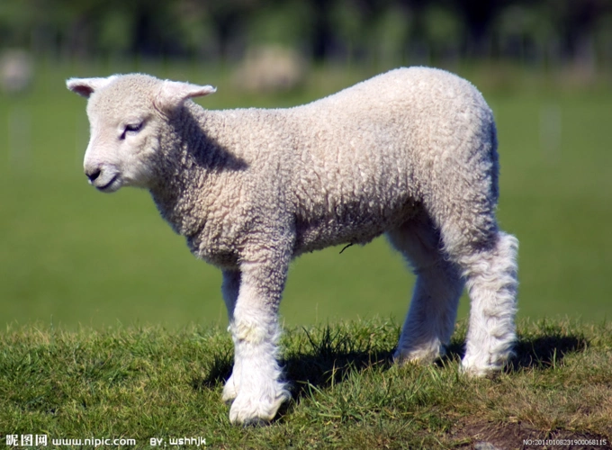 一头狼如何被废成一只羊的