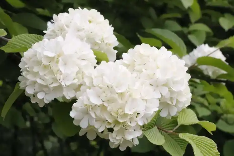 琼花(白绣球花)开在农历三月末