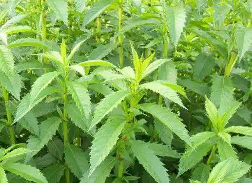 的泽兰正品,为妇科要药,能通经利尿,对产前产后诸病有效,根通称地笋