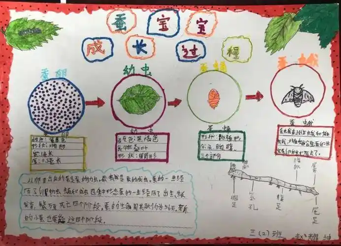 双减特色作业寻文化之根待你破茧成蝶记拓东二小开展养蚕活动