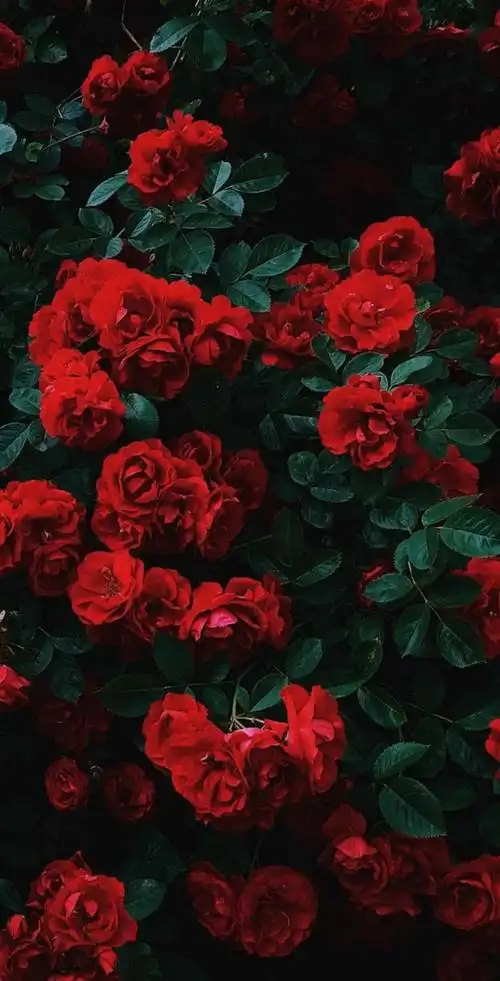 1080_2118竖版 竖屏