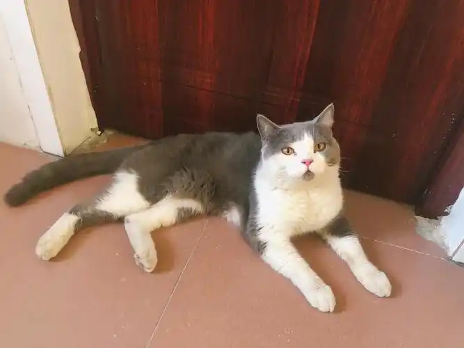 成年猫蓝白英短弟弟