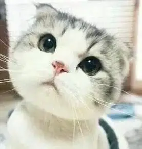 小猫咪歪头杀 - 这只小猫咪歪头杀表情萌死我了 67_猫咪_歪头杀_喵