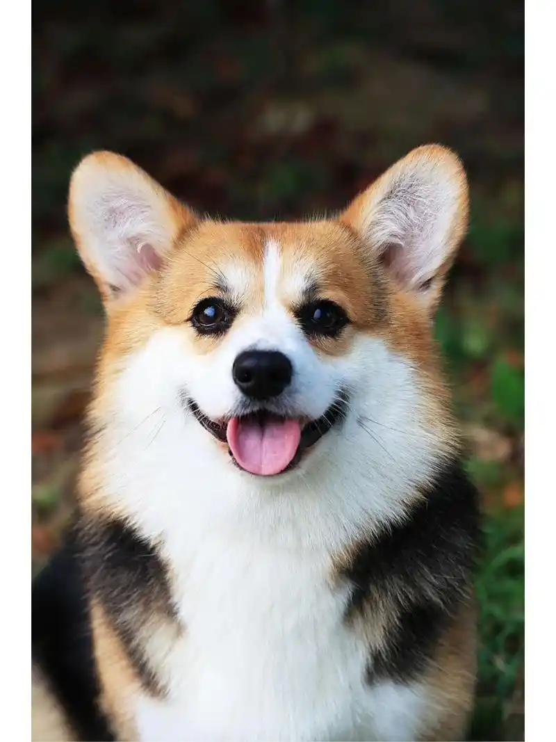 漂亮的三色柯基女孩"小辣椒" 这样甜美可爱的小狗狗,你喜欢吗?