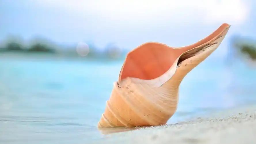 优美的沙滩上贝壳与海螺风景意境