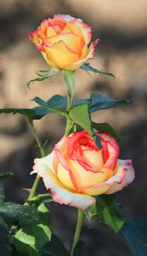 1024_1777竖版 竖屏