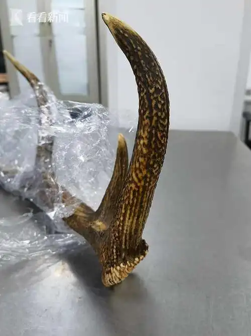 海关查获国家二级重点保护野生动物马鹿鹿角1对