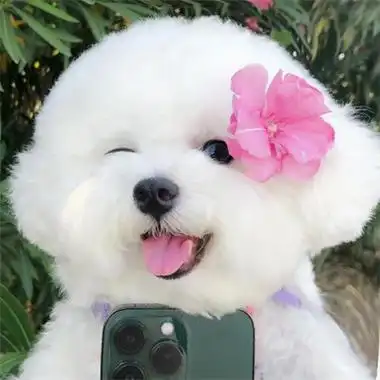 除了狗粮,狗狗吃这7种食物也能"美毛",还很健康!