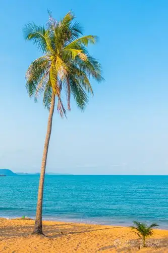 在沙滩上的椰子树照片-正版商用图片1n9l1b-摄图新视界