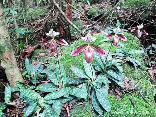 图为原始森林中的野生兜兰.