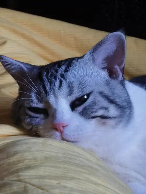 一只发腮猫咪的盛世美颜