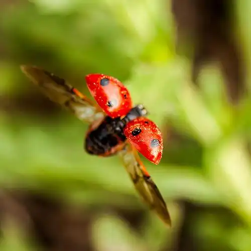 振翅欲飞的瓢虫