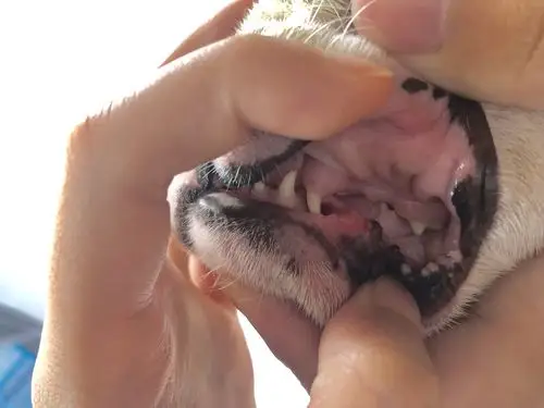 求大神鉴定狗狗几个月了～(有牙齿照)