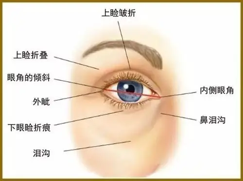 【整外干货】眼睑成形术与眉提升术概述