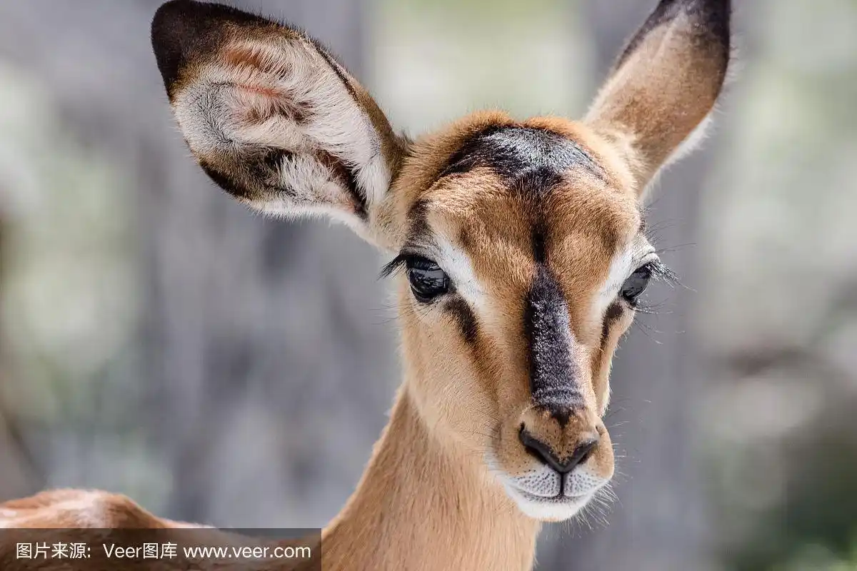 可爱的小羚羊脸肖像