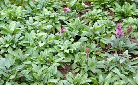 夏枯草的高效育苗技术