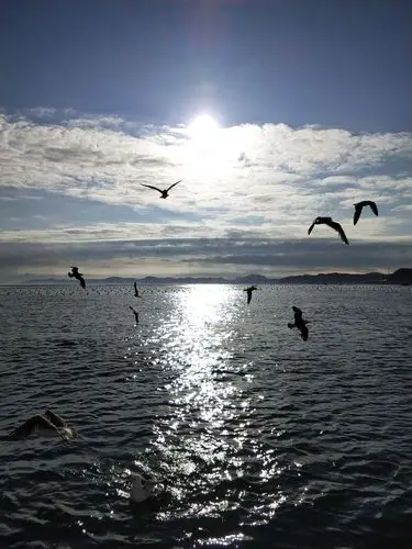 海鸥 游船与大海