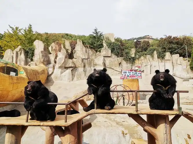 青岛东方熊牧场