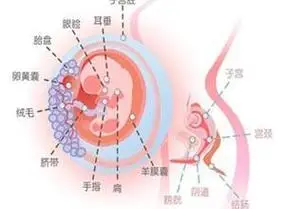 前期妊娠即 a href="#" data-lemmaid="1052040">早期妊娠 /a>的第一
