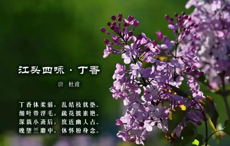 诗画配古诗词百花篇