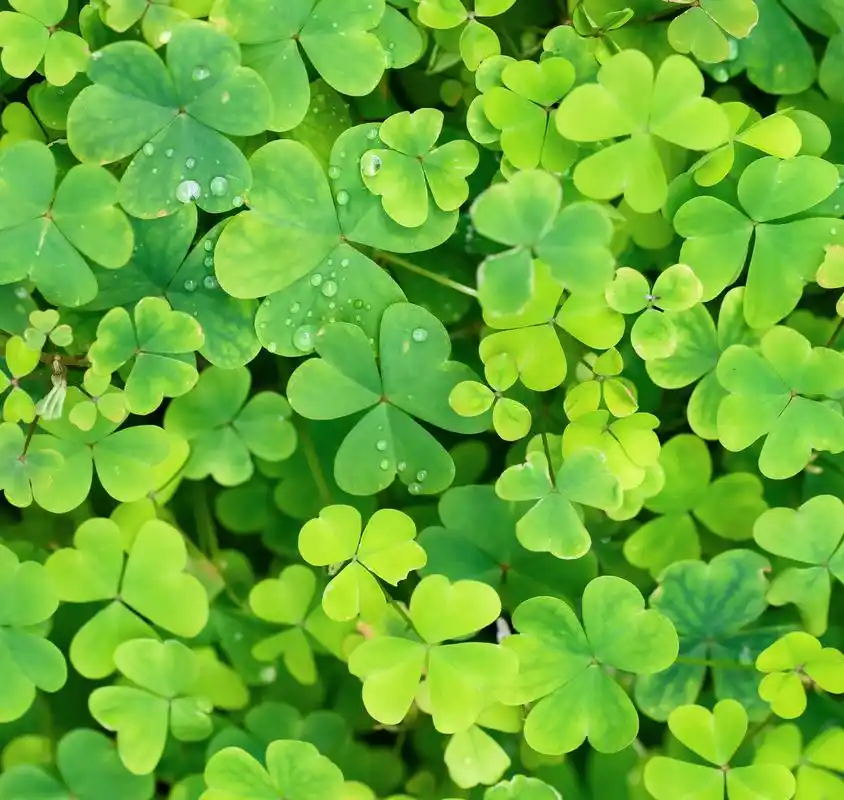 在满是幸运草的世界里,原地转三圈.