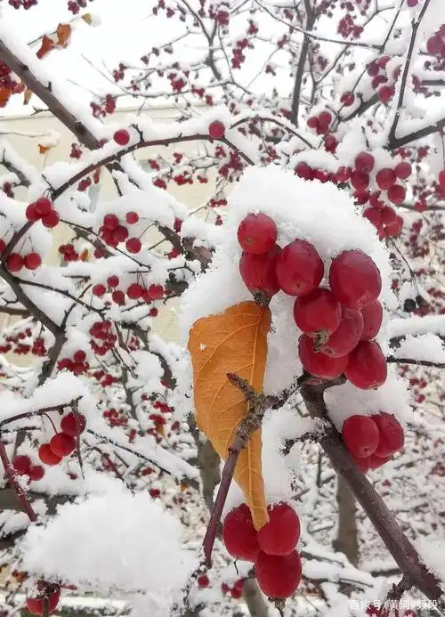 大连很不正经的一场雪,海棠依旧,知否?知否
