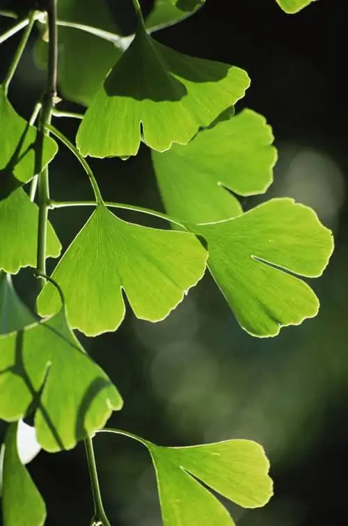 无人,竖图,室外,特写,白天,美景,植物,银杏树,叶子,景观,草药,赤素馨