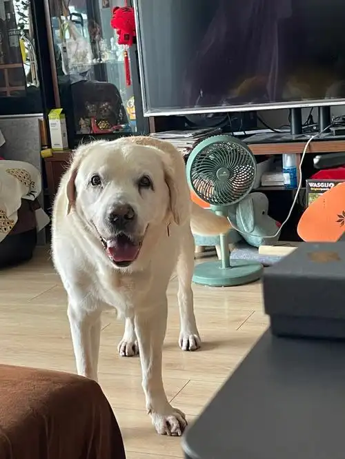 但是和医药费比起来真不算什么,我和我老公都是蹭狗子的空调