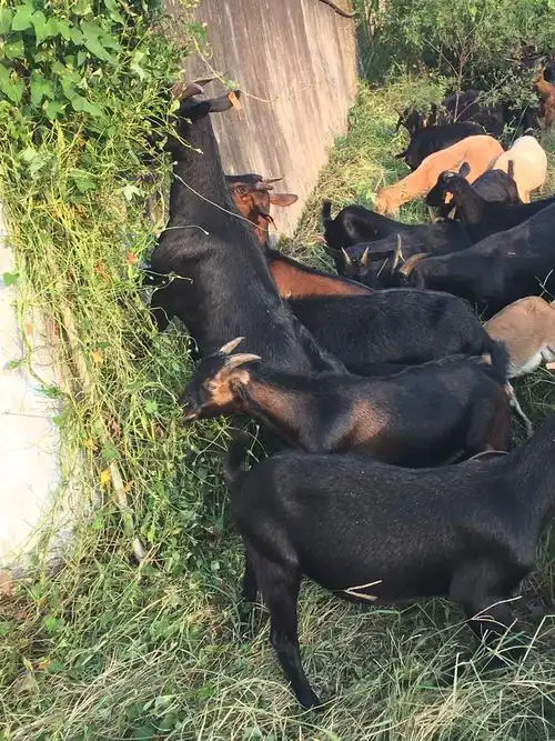 [黑山羊批发] 黑山羊,纯放养小耳本地土羊价格23元/斤 - 惠农网触屏版