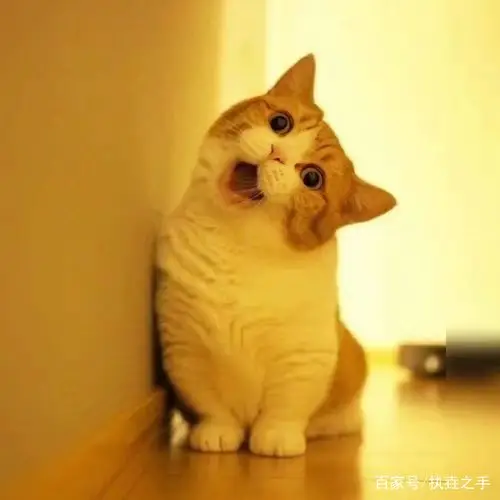 歪头杀,这谁顶得住哇!