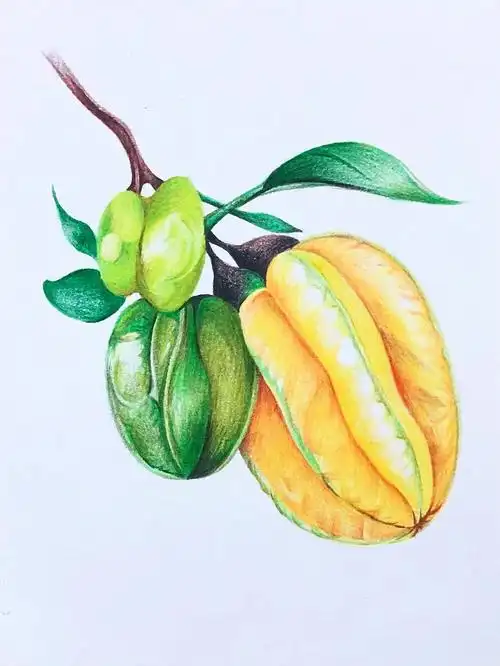 彩铅画 水果#杨桃