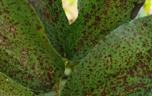 蚕豆的褐斑病的绿色防控措施有哪些?