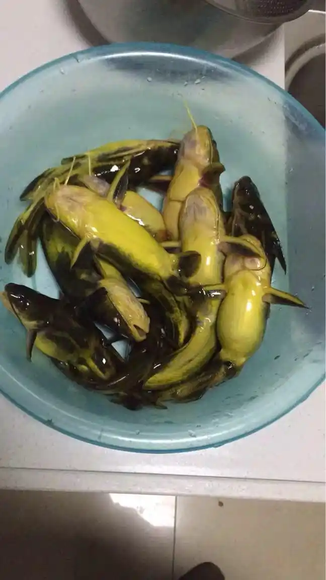 秋钓黄颡鱼,这套钓法不看就亏大了!除了饵料,其他几点也很重要