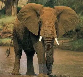 大象是不可能害怕老鼠的,很多人以为老鼠会钻入大象的耳朵或者是钻入