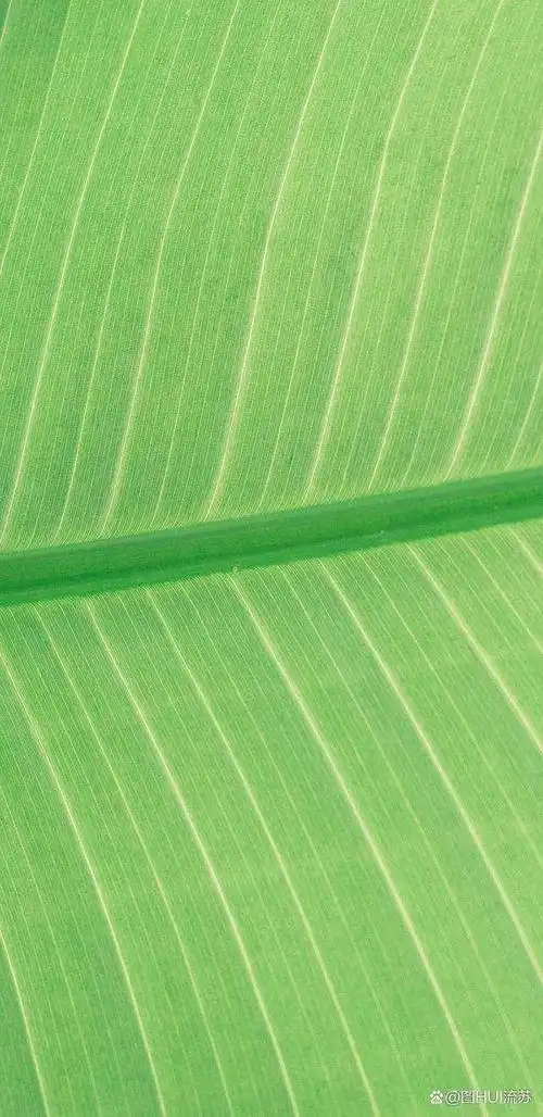 绿色系超清新壁纸