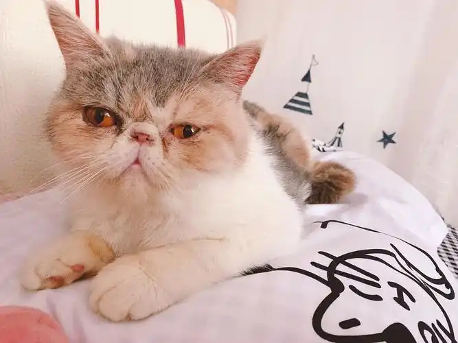 深圳加菲猫找领养三花加菲仅限深圳区自提