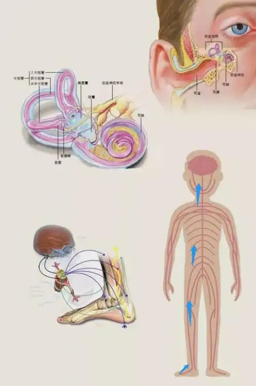 日常生活中,为了维持身体平衡,我们的视觉系统,前庭器官,本体感觉起着