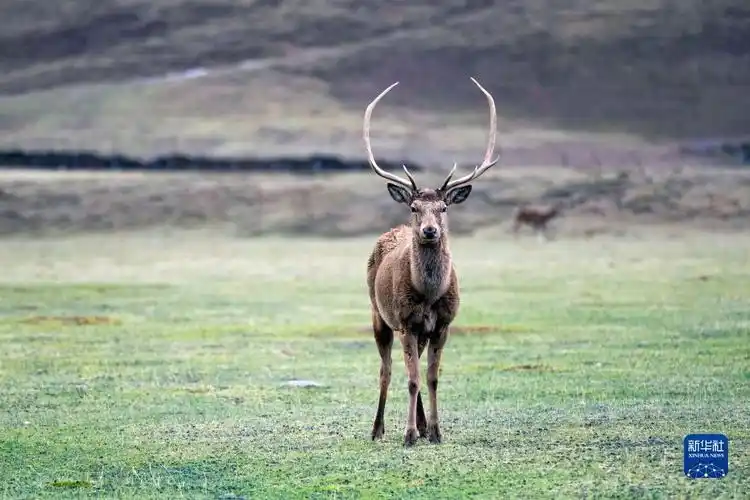新华全媒人鹿情缘青藏高原上的马鹿俱乐部